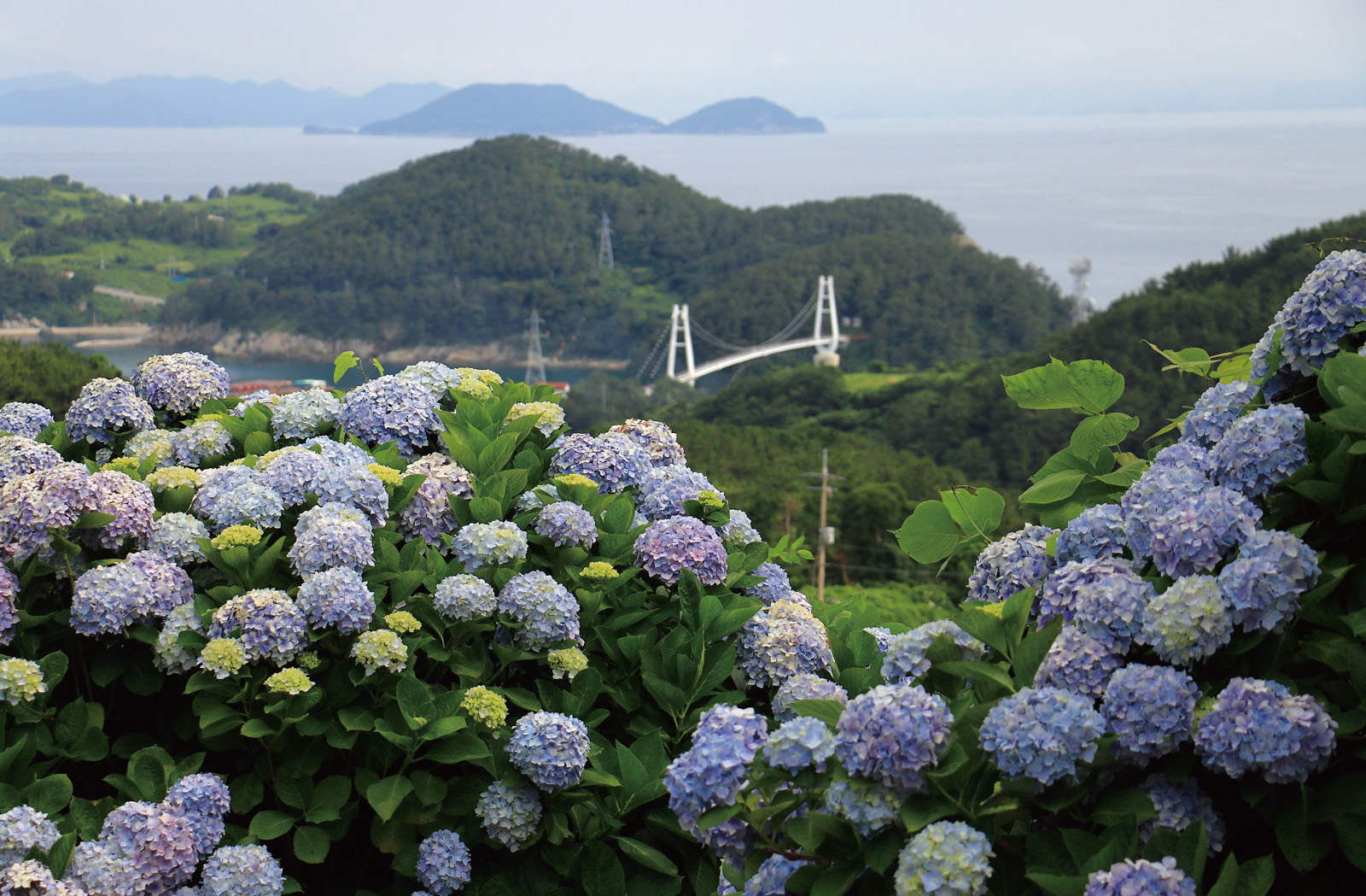 연화도 수국