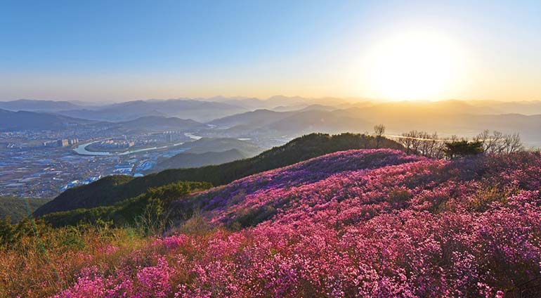 상남면 종남산 진달래