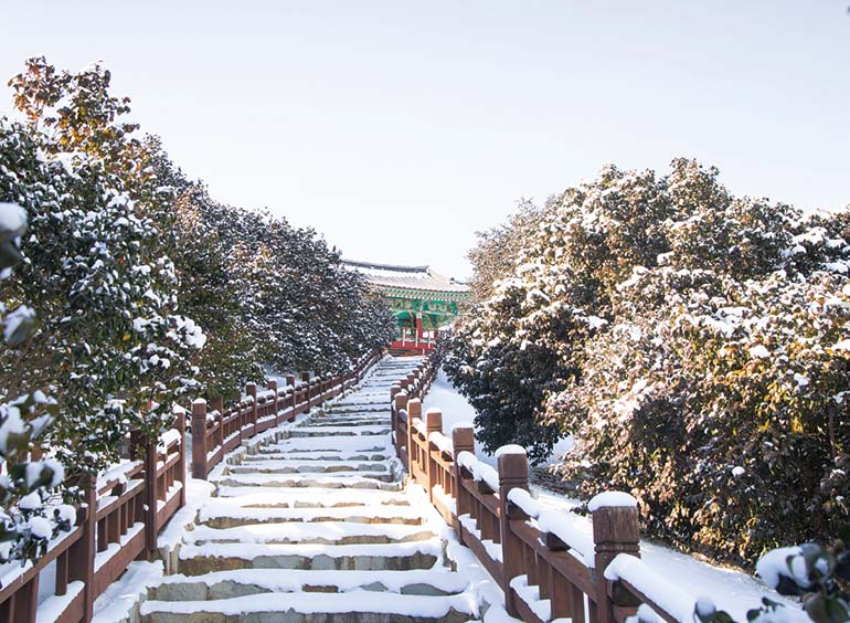 동백정과 동백나무 숲