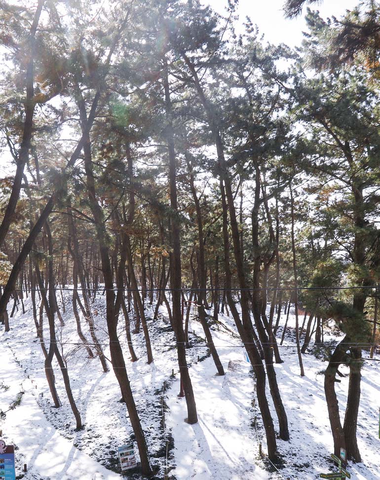 장항송림산림욕장