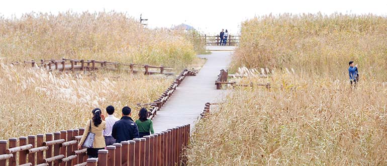 신성리 갈대밭